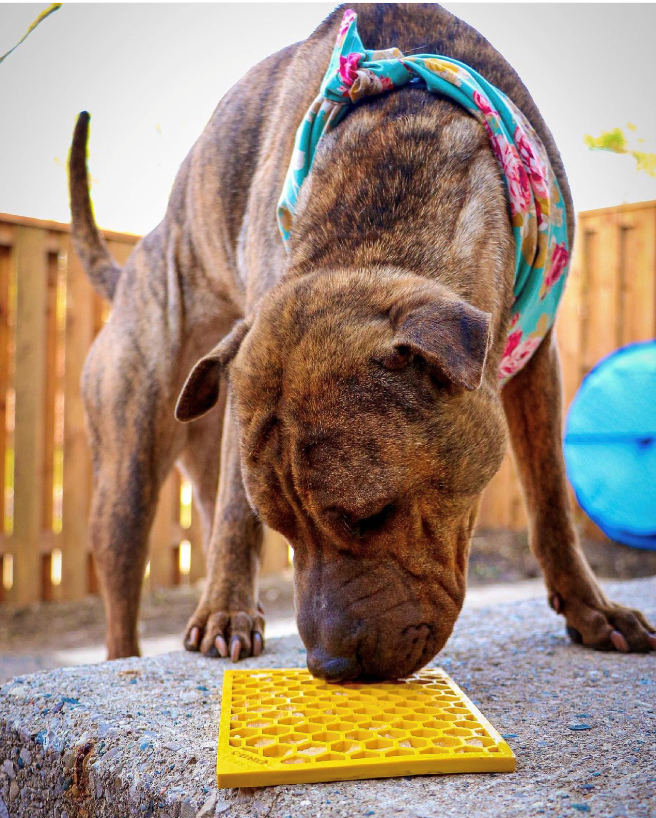 Honeycomb E-Mat - Enrichment Lick Mat for Dogs and Cats |