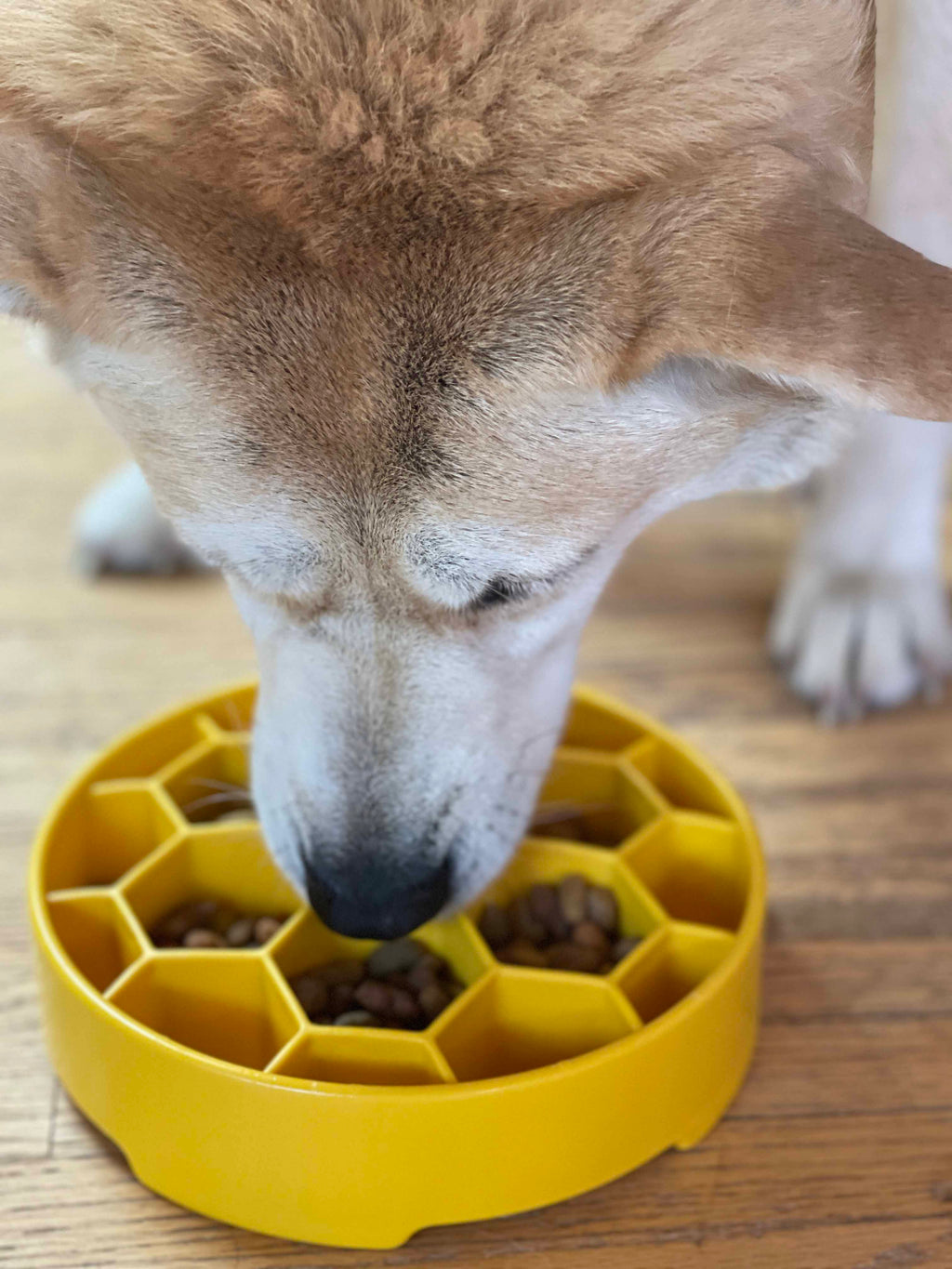 Honeycomb  Deep Slow Feeder Dog Bowl  | USA Made