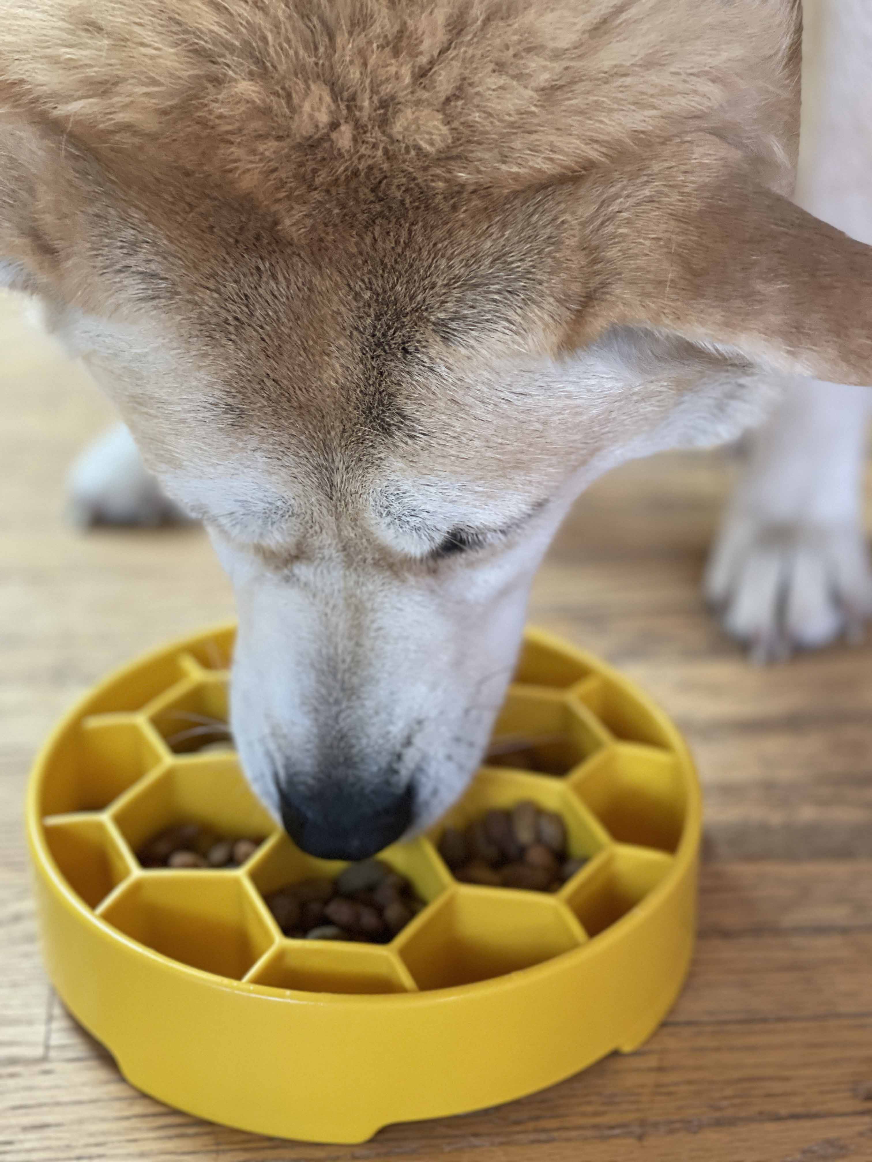 Honeycomb  Deep Slow Feeder Dog Bowl  | USA Made