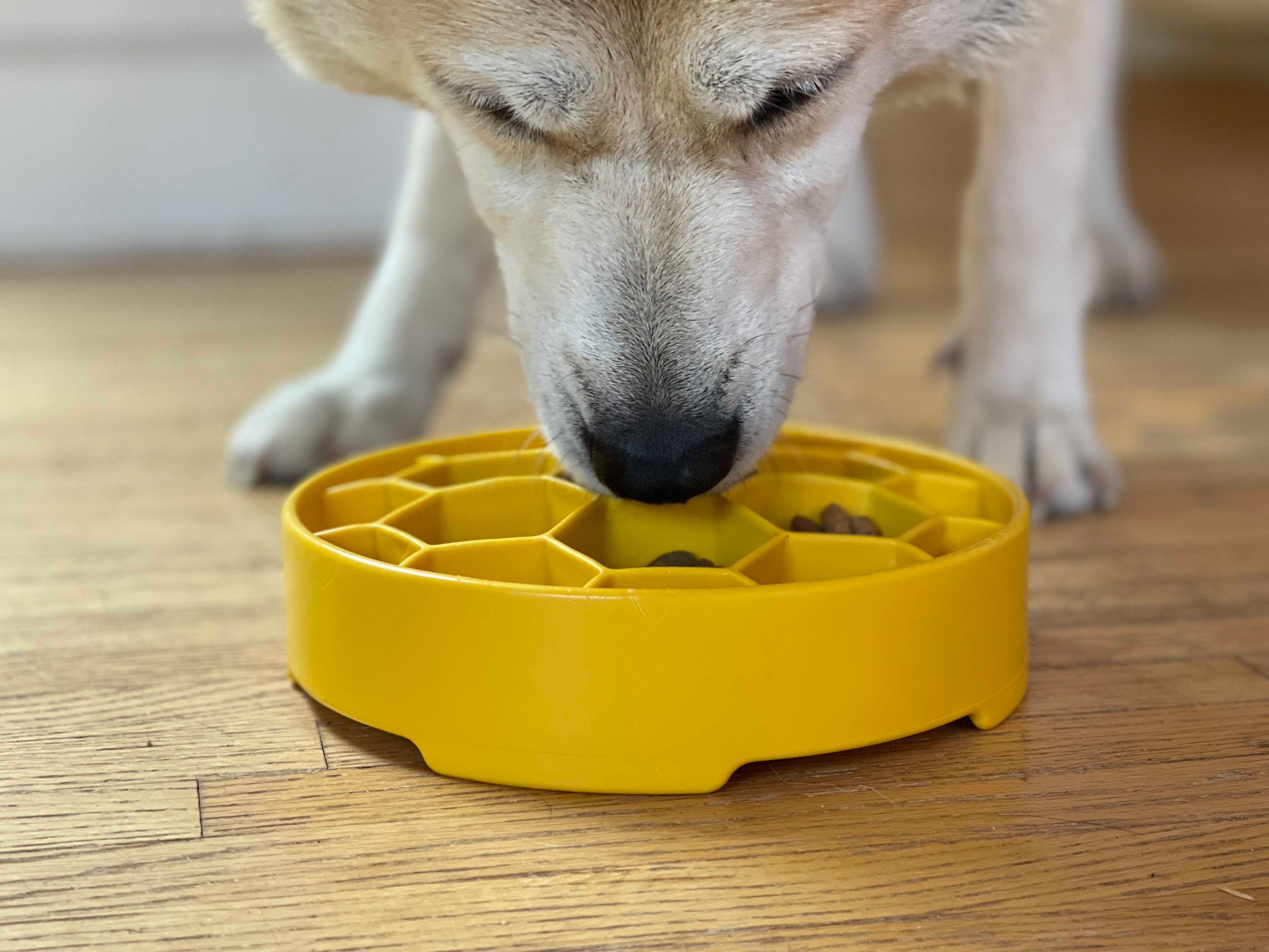 Honeycomb  Deep Slow Feeder Dog Bowl  | USA Made