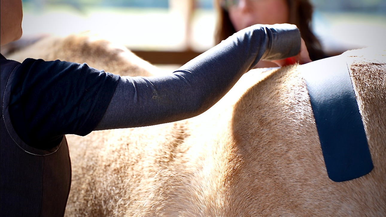 Horse 4-Way Functional Taping Tape — Biomechanic Support